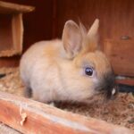 Bernau: Kinderbauernhof in Börnicke droht die Schliessung 3 Bernau LIVE