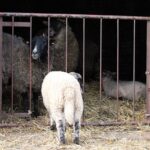 Bernau: Kinderbauernhof in Börnicke droht die Schliessung 5 Bernau LIVE