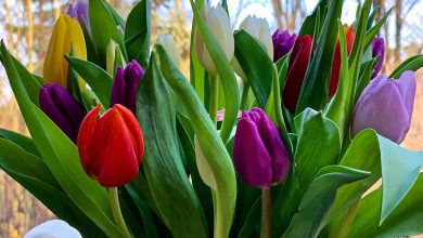 Guten Morgen, habt einen schönen Frauentag, Feiertag oder Freitag 11 Guten Morgen, habt einen schönen Frauentag, Feiertag oder Freitag