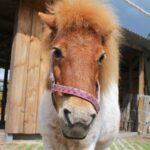 Tipp zum Nachmittag: Fest der Gartenvielfalt auf dem Hof Schafgarbe 8 Bernau LIVE - Dein Stadtmagazin