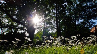 Blumen, Sonne, Stadtpark, Bernau