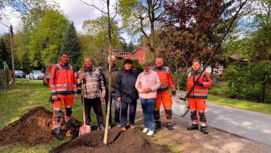 Mit gutem Beispiel voran: Neue Straßenbäume in Bernau Waldfrieden