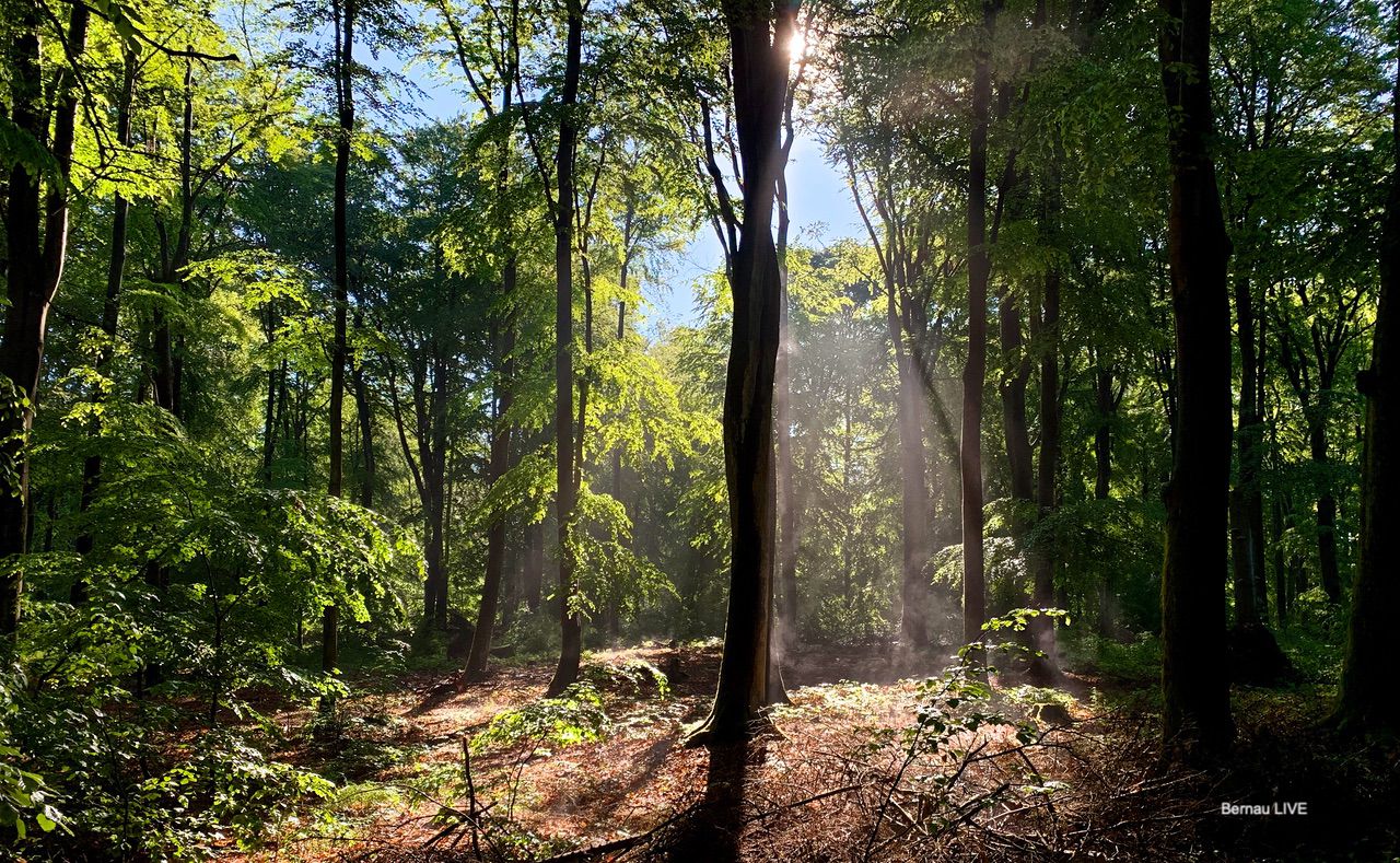 Wald - guten Morgen