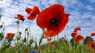 Bernau LIVE - Dein Stadtmagazin für Bernau bei Berlin