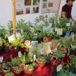 Heute noch bis etwa 17 Uhr - BIO - Regionalmarkt in Biesenthal 13 Bernau LIVE