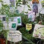 Heute noch bis etwa 17 Uhr - BIO - Regionalmarkt in Biesenthal 3 Bernau LIVE