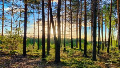 Guten Morgen aus Bernau, so mitten in der Woche 13 Bernau LIVE - Dein Stadtmagazin für Bernau bei Berlin