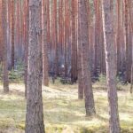 Landrat Daniel Kurth verabschiedet Barnimer Einsatzkräfte nach Jüterbog 3 Bernau LIVE