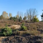 Ministerbesuch in der Schönower Heide: Bienen, Kultivierung und Naturschutz 3 Bernau LIVE