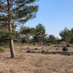 Ministerbesuch in der Schönower Heide: Bienen, Kultivierung und Naturschutz 4 Bernau LIVE