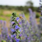 Ministerbesuch in der Schönower Heide: Bienen, Kultivierung und Naturschutz 8 Bernau LIVE