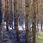 Update Waldbrand: Noch immer Einsatzkräfte in Ruhlsdorf/Marienwerder 7 Bernau LIVE