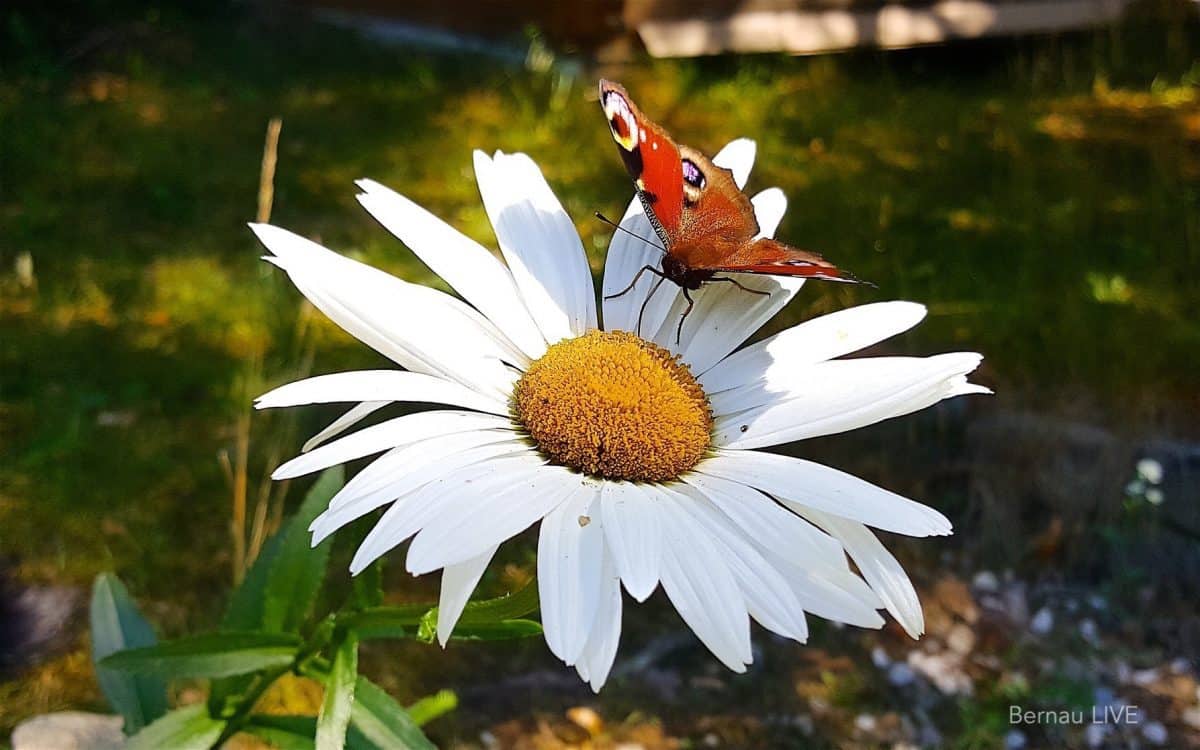Sommer Schmetterling Bernau LIVE