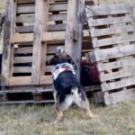 Tag der Helfer in Biesenthal eröffnet - Programm bis in die Nacht 30 Bernau LIVE