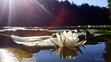 Guten Morgen aus Bernau und allen einen sonnigen Donnerstag 3 Bernau LIVE - Dein Stadtmagazin für Bernau bei Berlin