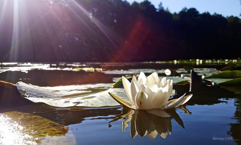 Bernau LIVE - Dein Stadtmagazin für Bernau bei Berlin