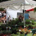 Trotz Hitze: Tausende Besucher zu Gast im Bernauer Stadtpark 55 Bernau LIVE