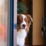 Bernau: Gregor Gysi lockt zahlreiche Besucher auf den Platz am Steintor 11 Bernau LIVE