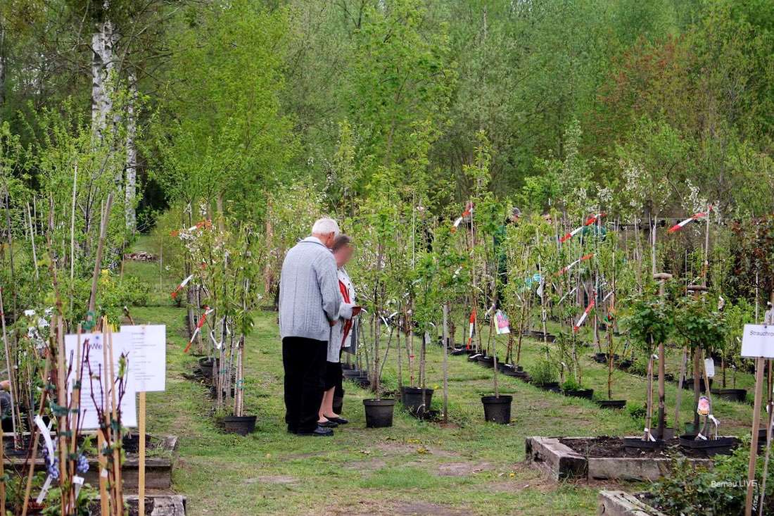 1.000 neue Bäume sollen in Bernau bei Berlin für mehr Grün sorgen 5 Bernau LIVE