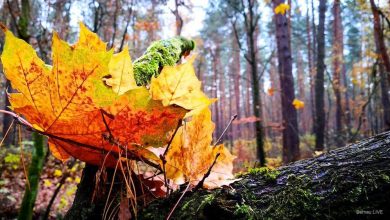 Herbst Wald © Bernau LIVE