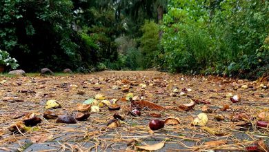 Herbst, Kastanien, Regen, Bernau