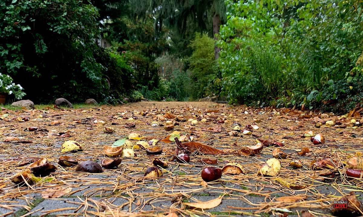Herbst, Kastanien, Regen, Bernau