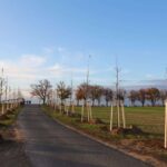 Heute wurden in Bernau die Ersten von 1.000 neuen Bäumen gepflanzt 4 Bernau LIVE