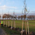 Heute wurden in Bernau die Ersten von 1.000 neuen Bäumen gepflanzt 5 Bernau LIVE