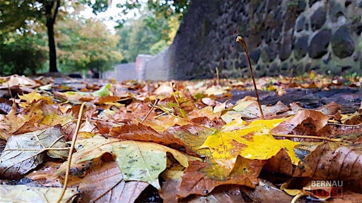 Herbst Laub Stadtmauer Bernau LIVE