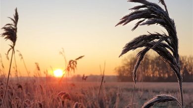 Bernau LIVE - Dein Stadtmagazin für Bernau bei Berlin