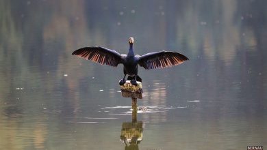 Bernau LIVE - Dein Stadtmagazin für Bernau bei Berlin
