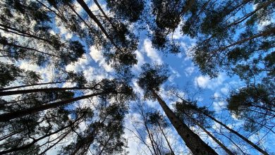 Bernau LIVE - Dein Stadtmagazin für Bernau bei Berlin