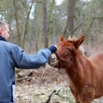 Angebundene Pferde sorgten für einen Einsatz der Feuerwehr Bernau 2 Bernau LIVE