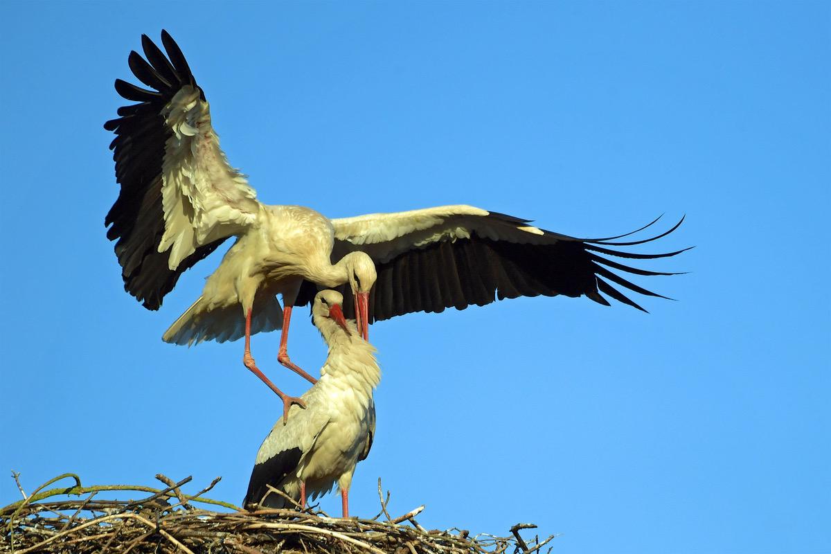 Storch in Ladeburg Foto Peter Kochan 0000