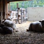 Tierdiebstahl und Verdacht auf Sodomie in Bernau - Schmetzdorf 4 Bernau LIVE