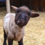 Tierdiebstahl und Verdacht auf Sodomie in Bernau - Schmetzdorf 3 Bernau LIVE