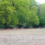 Tierdiebstahl und Verdacht auf Sodomie in Bernau - Schmetzdorf 2 Bernau LIVE