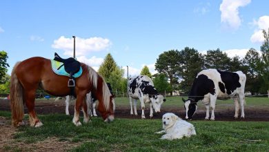 Bernau - Ladeburg - Tiere