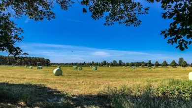 Feld, Sommer, Bernau, Barnim, Bernau LIVE