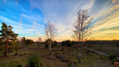 Schoenower Heide, Schoenow, Bernau, Veranstaltung, Bernau LIVE