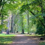 184 Laufende beim 23. Regionalparklauf in Blumberg 9 Blumberg, Barnimer Feldmark, Ahrensfelde, Bernau, Bernau LIVE