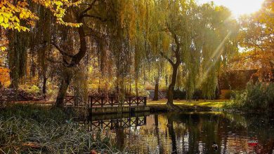Bernau, Stadtpark Bernau, Bernau LIVE