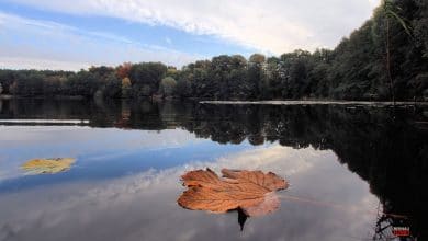 Bernau, Lobetal, Mechesee, Bernau LIVE