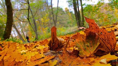 Berna, Bernau bei Berlin, Herbst, Bernau LIVE