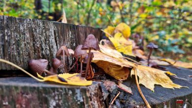 Bernau, Herbst, Wald, Regen, Bernau LIVE