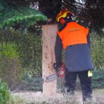 3 Weihnachtsbäume auf einen Streich in Bernau und Biesenthal 18 Bernau LIVE