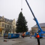 3 Weihnachtsbäume auf einen Streich in Bernau und Biesenthal 12 Bernau LIVE