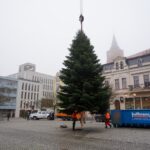 3 Weihnachtsbäume auf einen Streich in Bernau und Biesenthal 11 Bernau LIVE