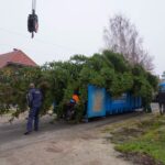 3 Weihnachtsbäume auf einen Streich in Bernau und Biesenthal 23 Bernau LIVE