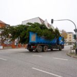 3 Weihnachtsbäume auf einen Streich in Bernau und Biesenthal 30 Bernau LIVE